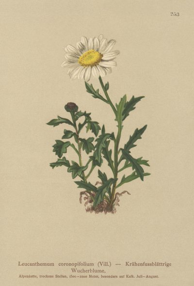 Daisy by German School